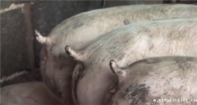 病死动物尸体无害化破碎处理,动物整体破碎机为您助力